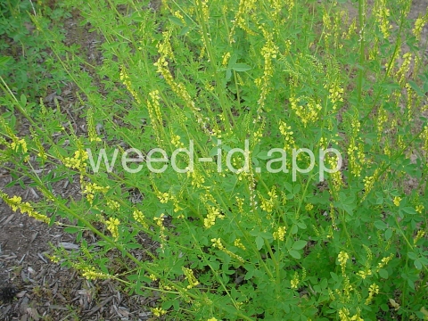 sweetclover, yellow